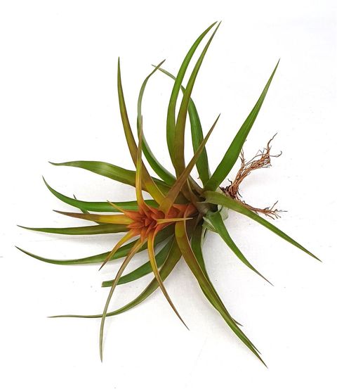 Tillandsia capitata 'Hermosa'