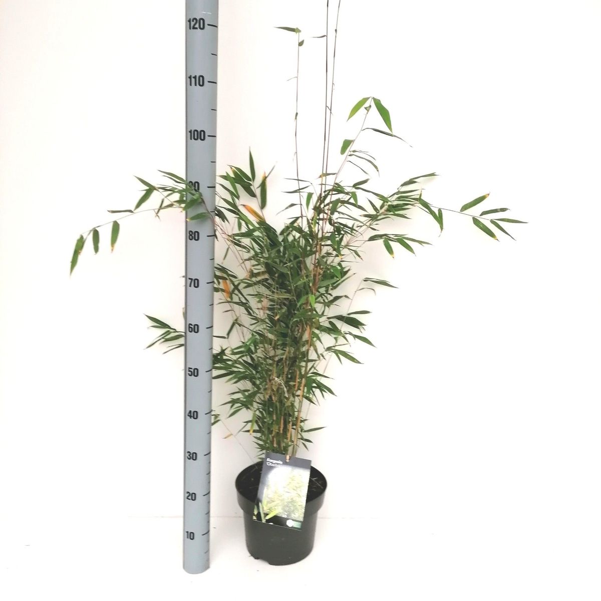 Fargesia 'Obelisk'  Pflanzengrohandel FlorAccess
