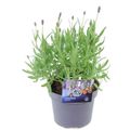 Lavandula angustifolia JANE IMPROVED