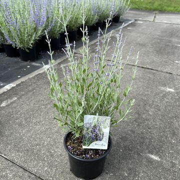 Perovskia atriplicifolia 'Литл Спайр'