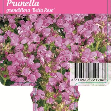 Prunella grandiflora