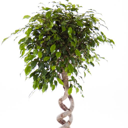 Ficus benjamina 'Exotica' (Ammerlaan, The Green Innovater)