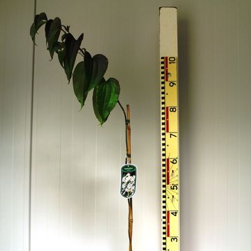 Heptacodium miconioides