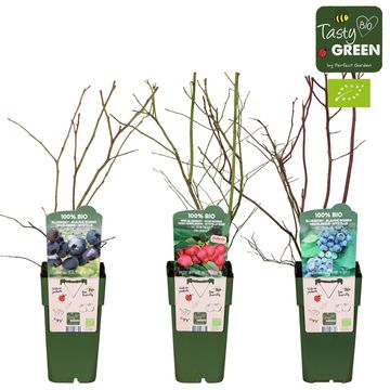 Vaccinium corymbosum MIX