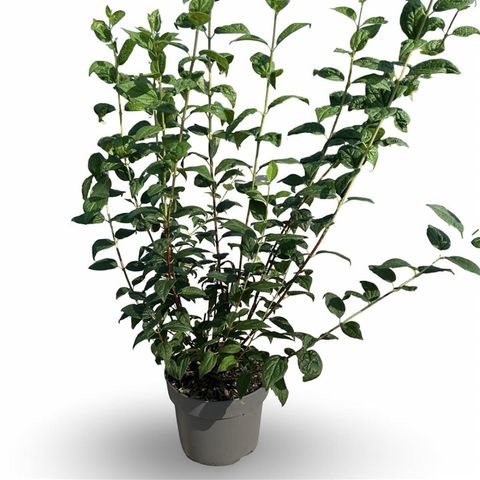 Philadelphus 'Snowbelle'