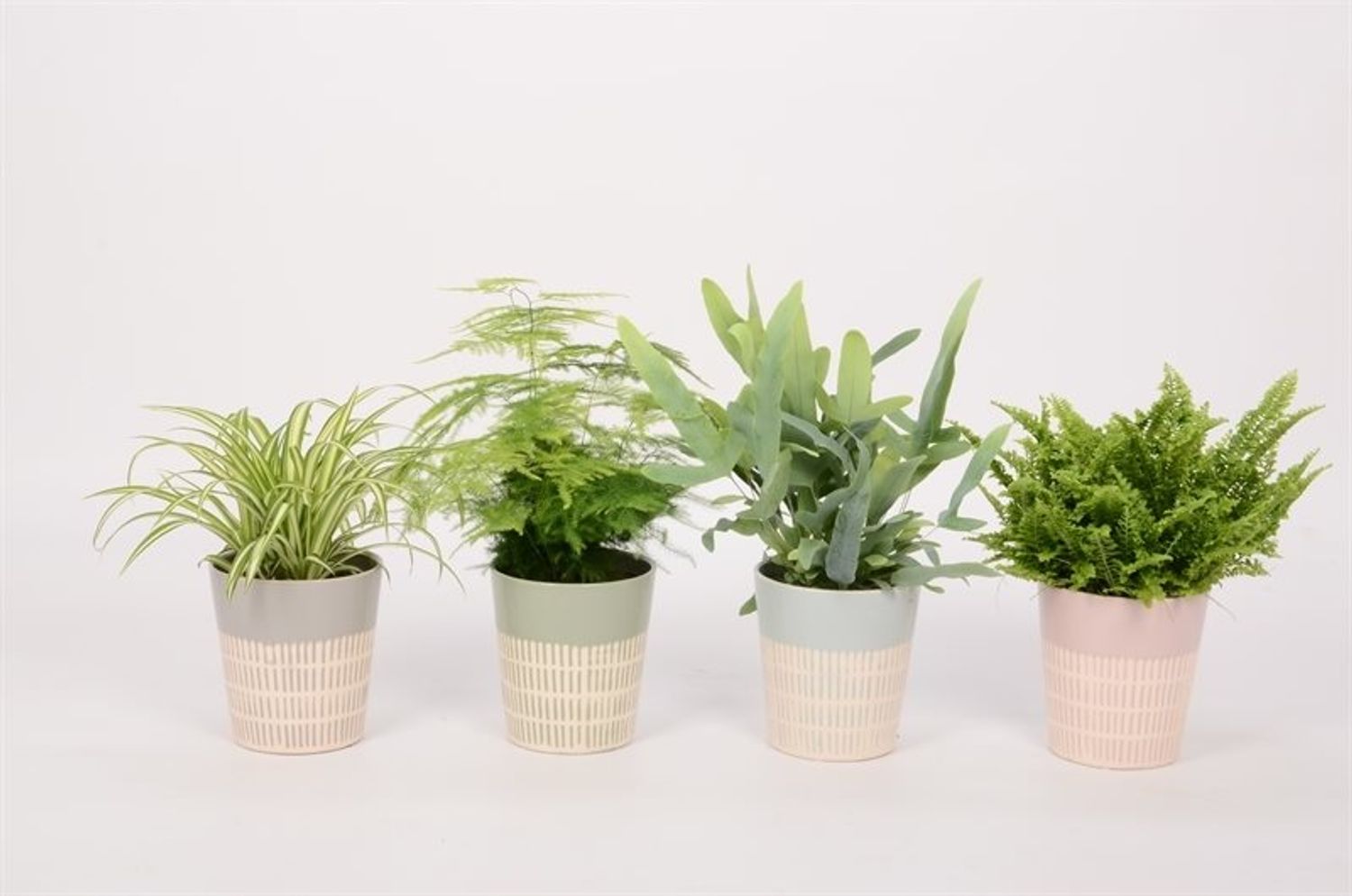 Houseplants MIX — Plant Wholesale FlorAccess
