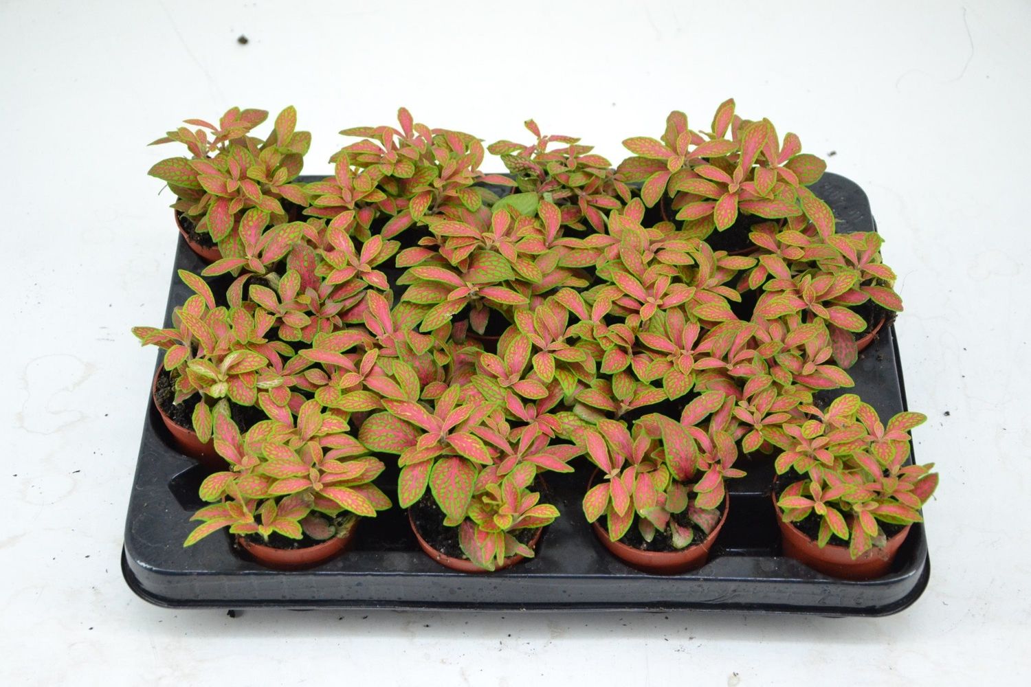 Fittonia MOSAIC SKELETON — Plant Wholesale FlorAccess