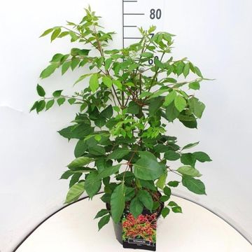 Tetradium daniellii