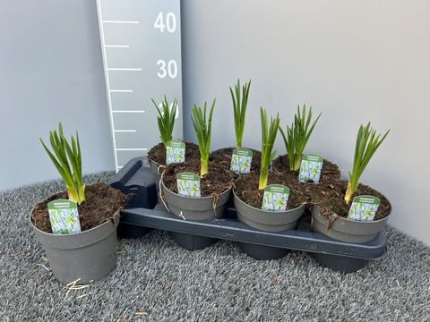 Camassia leichtlinii 'Caerulea'