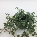 Pilea glaucophylla 'Greyzy'