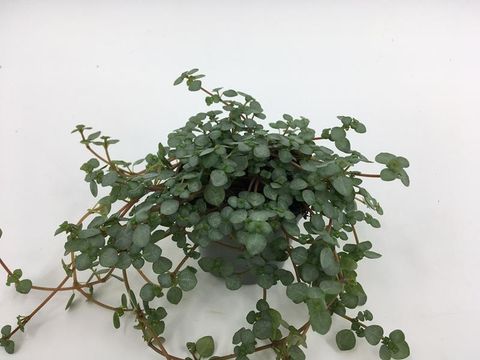 Pilea glaucophylla 'Greyzy'