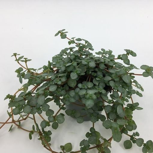 Pilea glaucophylla 'Greyzy'