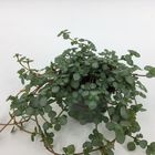 Pilea glaucophylla 'Greyzy'