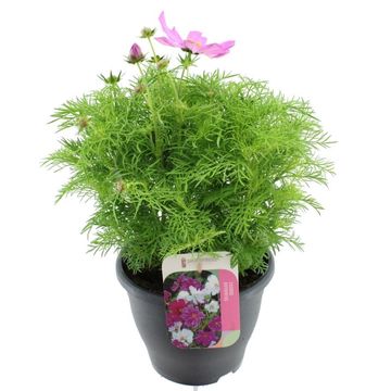 Cosmos bipinnatus 'Casanova Pink'