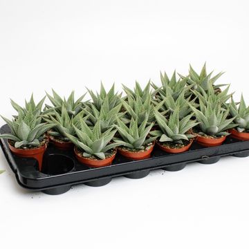 Haworthia limifolia SPIDER WHITE