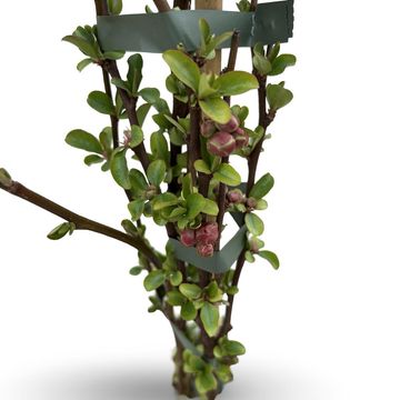 Chaenomeles speciosa 'Pink Storm'