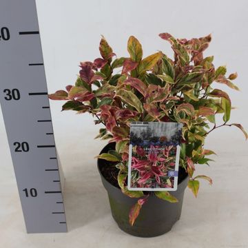 Leucothoe FIRESTAR