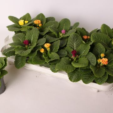 Primula QUEEN MIX