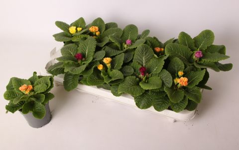 Primula QUEEN MIX