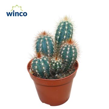 Pilosocereus odilensis