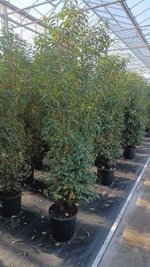 Prunus lusitanica 'Angustifolia'