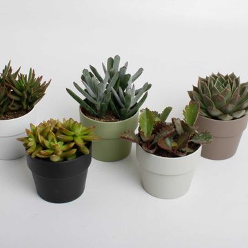 Succulents MIX IN POT