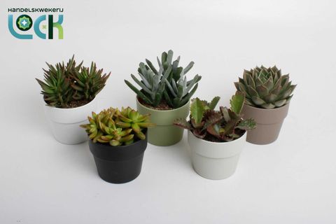 Suculentas MIX IN POT