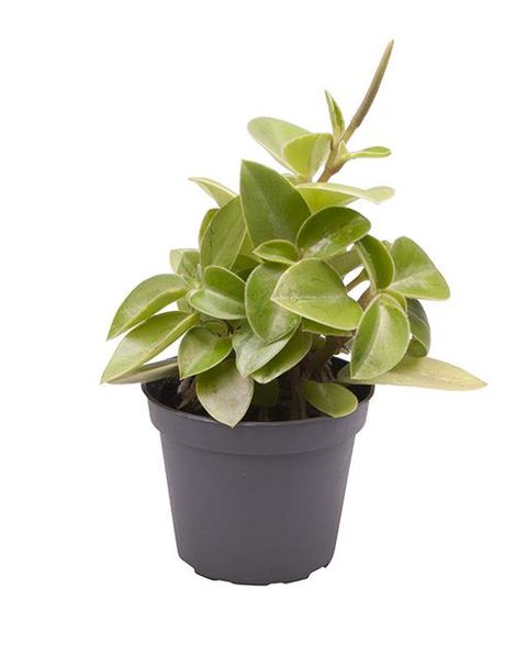 Peperomia orba 'Pixie Lime'