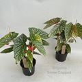 Begonia 'Snow Capped'