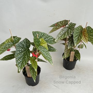 Begonia 'Snow Capped'