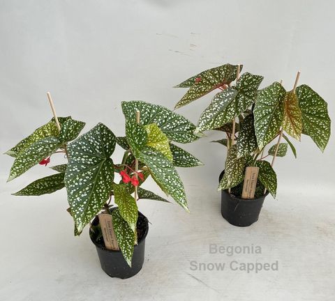 Begonia 'Snow Capped'