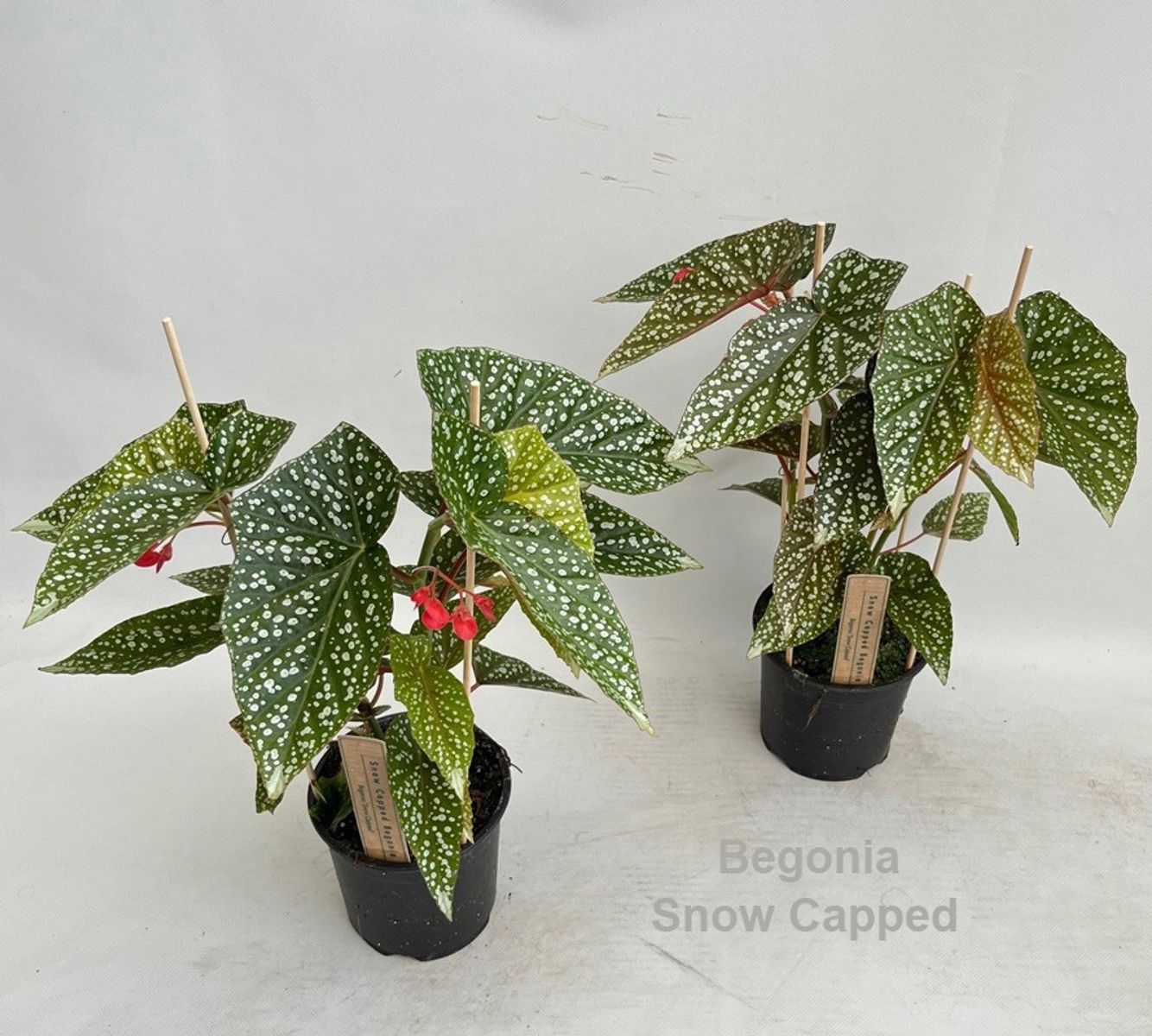 Begonia 'Snow Capped' — Plant Wholesale FlorAccess