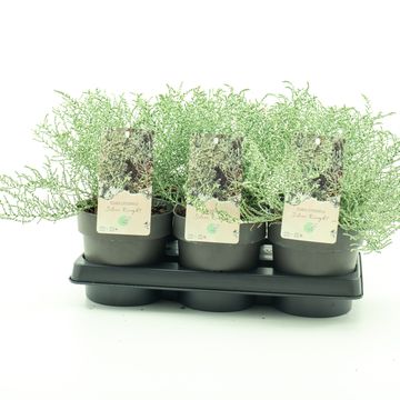 Olearia lepidophylla 'Silver Knight'