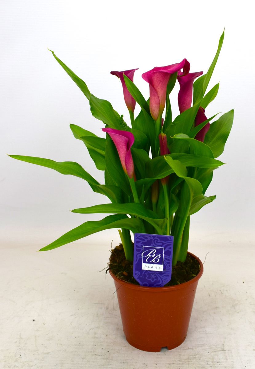 Zantedeschia Lipstick (P14 cm H40 cm) – Plant Wholesale FlorAccess