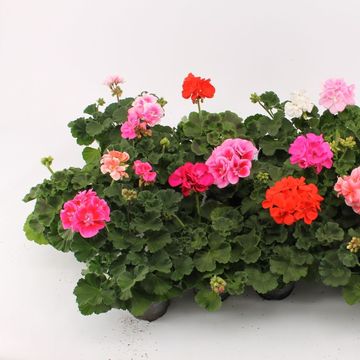 Pelargonium ZONALE MIX