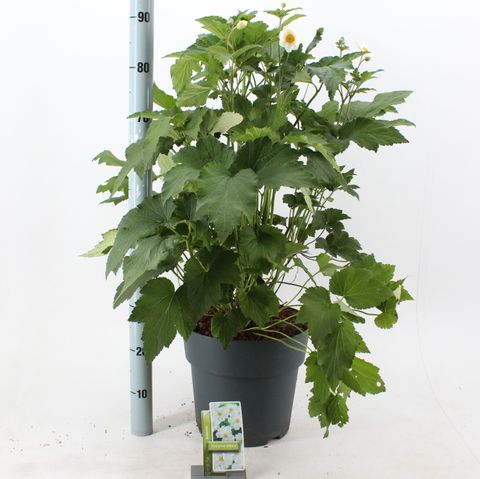 Anemone x hybrida 'Honorine Jobert'