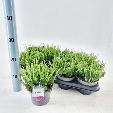 Calluna vulgaris GARDEN GIRLS COCO