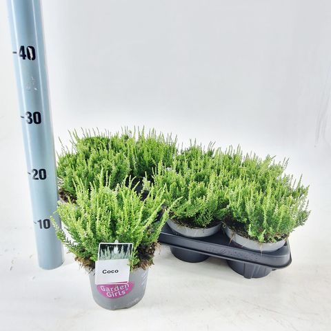 Calluna vulgaris GARDEN GIRLS COCO
