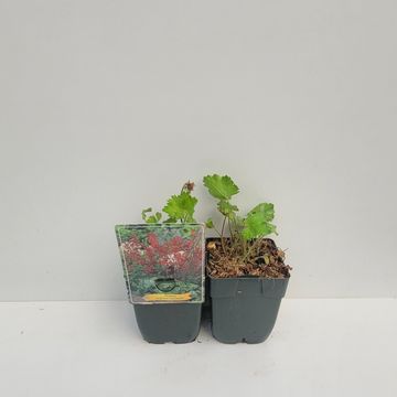 Heuchera sanguinea 'Leuchtkäfer'