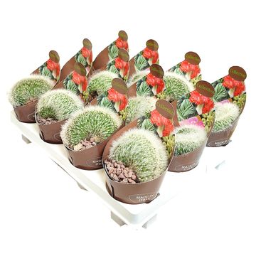 Cleistocactus straussii cristata