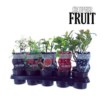 Plantes fruitières MIX