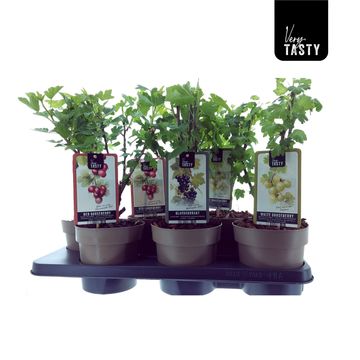 Plantas frutales MIX