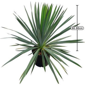 Yucca filamentosa