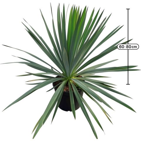 Yucca filamentosa