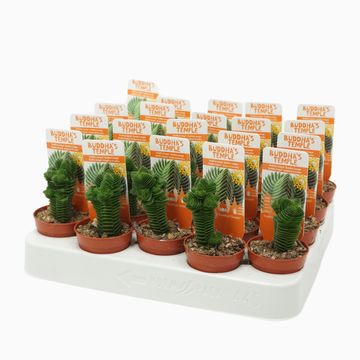 Crassula 'Buddha's Temple'