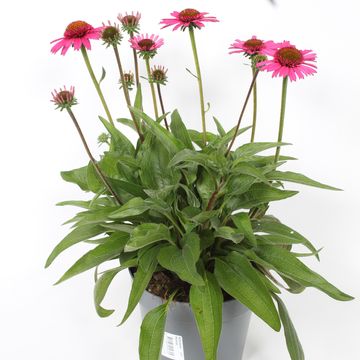 Echinacea purpurea MOOODZ COURAGE