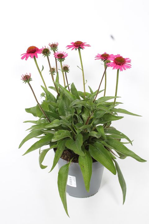 Echinacea purpurea MOOODZ COURAGE