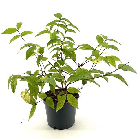 Deutzia x hybrida 'Strawberry Fields'