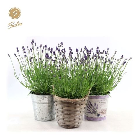 Lavandula angustifolia 'Felice'