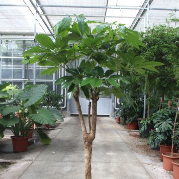 Schefflera actinophylla 'Amate'